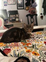 Found/Stray Male Cat last seen Fair oaks blvd and Orange Ave , Sacramento County, CA 95670