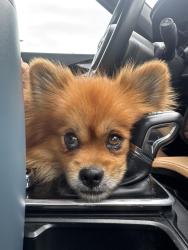 Found/Stray Male Dog last seen Old Kimbro Rd and US 290 , Manor, TX 78653