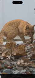 Found/Stray Male Cat last seen Greendlodge area dedham ma, Dedham, MA 02027