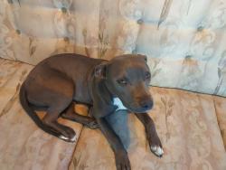 Lost Female Dog last seen Route 99, Fresno, CA 93721