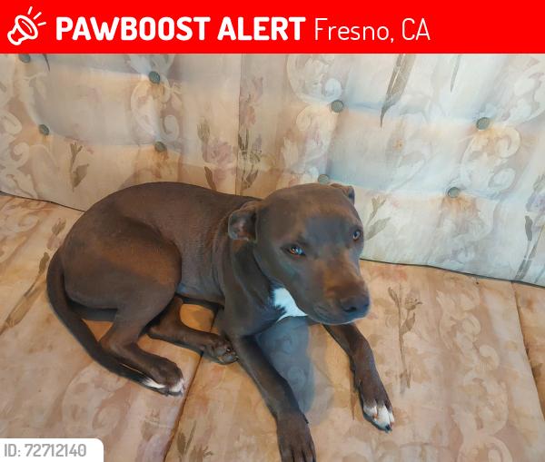 Lost Female Dog last seen Route 99, Fresno, CA 93721