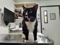 Found/Stray Male Cat last seen ALMA SCHOOL AND RIO SALADO (NEAR RIVERVIEW), Mesa, AZ 85201