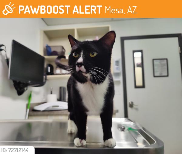 Found/Stray Male Cat last seen ALMA SCHOOL AND RIO SALADO (NEAR RIVERVIEW), Mesa, AZ 85201