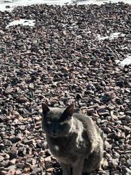 Lost Male Cat last seen Lowe’s South Side , Pueblo, CO 81005