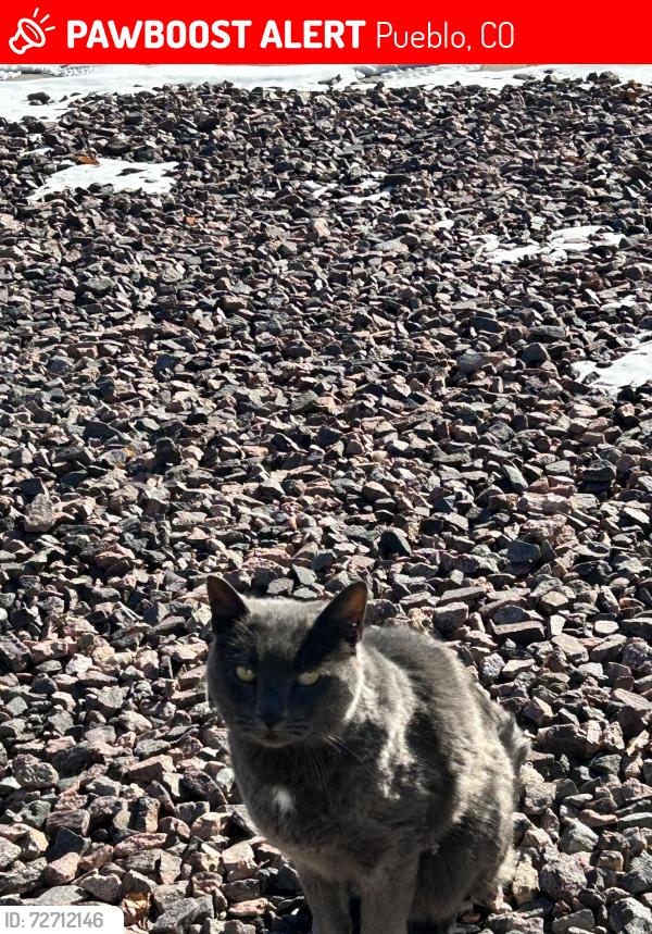 Lost Male Cat last seen Lowe’s South Side , Pueblo, CO 81005