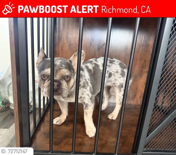 Lost Female Dog last seen South 31, Richmond, CA 94804