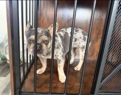 Lost Female Dog last seen South 31, Richmond, CA 94804