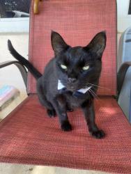 Lost Male Cat last seen Hobe.Hills Dr, Hobe Sound, FL 33455