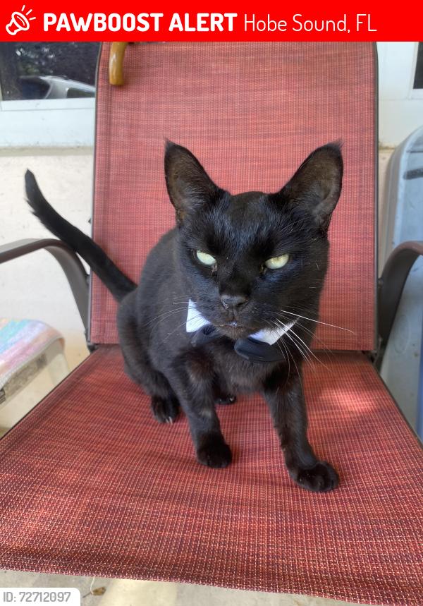 Lost Male Cat last seen Hobe.Hills Dr, Hobe Sound, FL 33455