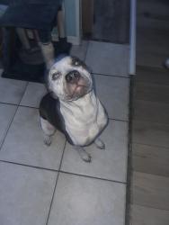 Lost Female Dog last seen E colonial an N goldenrod, Orlando, FL 32807