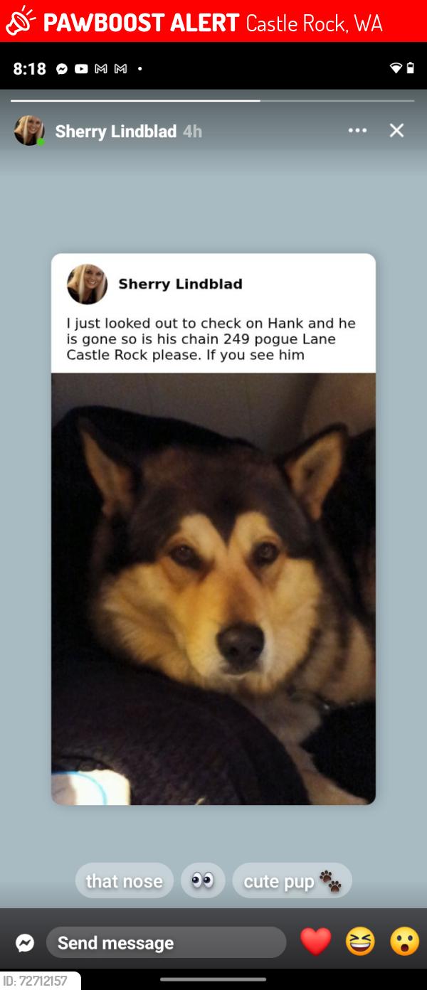 Lost Male Dog last seen Pogue lane, Castle Rock, WA 98611