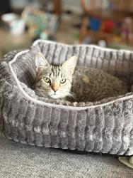 Lost Female Cat last seen Bandera and Braun Rd, San Antonio, TX 78254