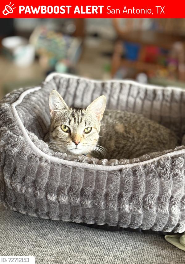 Lost Female Cat last seen Bandera and Braun Rd, San Antonio, TX 78254