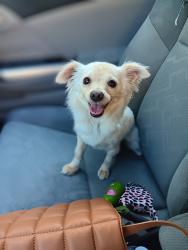 Lost Female Dog last seen McCourry St and Julian St, Bakersfield, CA 93304