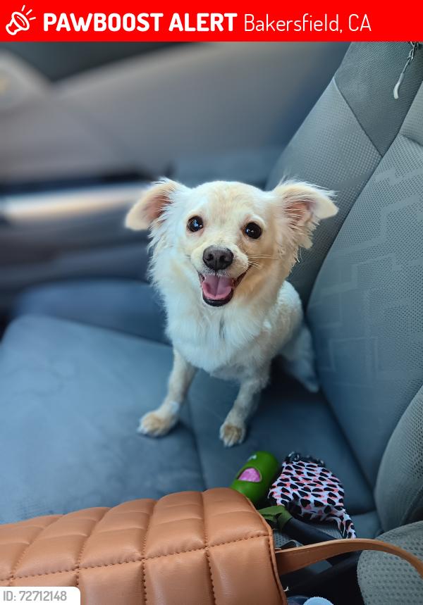 Lost Female Dog last seen McCourry St and Julian St, Bakersfield, CA 93304