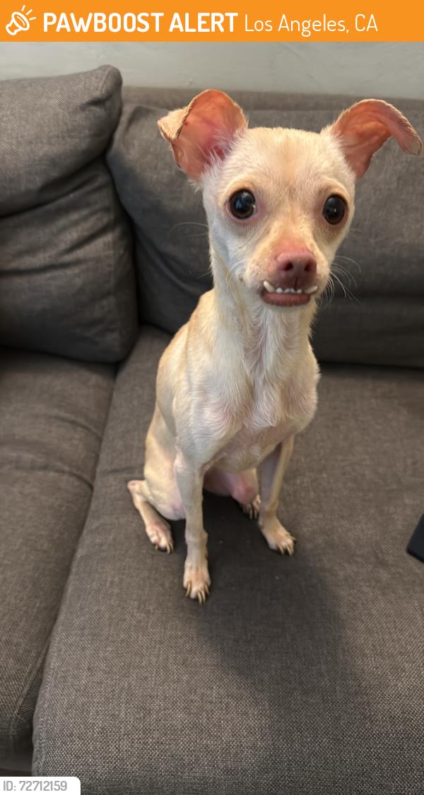 Found/Stray Female Dog last seen Olympic and Irolo St, Los Angeles, CA 90006