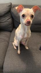 Found/Stray Female Dog last seen Olympic and Irolo St, Los Angeles, CA 90006