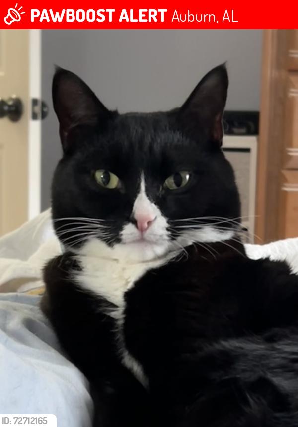 Lost Male Cat last seen Cary Woods, Auburn, AL 36830