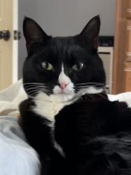 Lost Male Cat last seen Cary Woods, Auburn, AL 36830