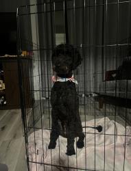 Lost Female Dog last seen Cedar Blvd & Jarvis Ave, Newark, CA 94560
