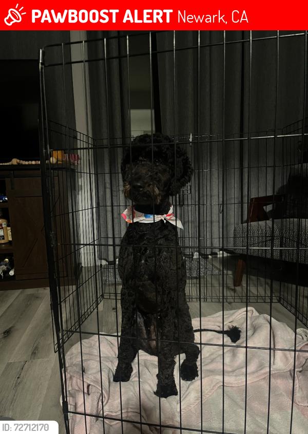 Lost Female Dog last seen Cedar Blvd & Jarvis Ave, Newark, CA 94560