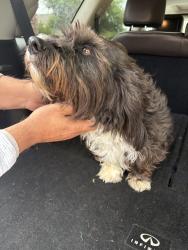 Found/Stray Male Dog last seen Near oakmont on lake Sharon dr, Corinth, TX 76208