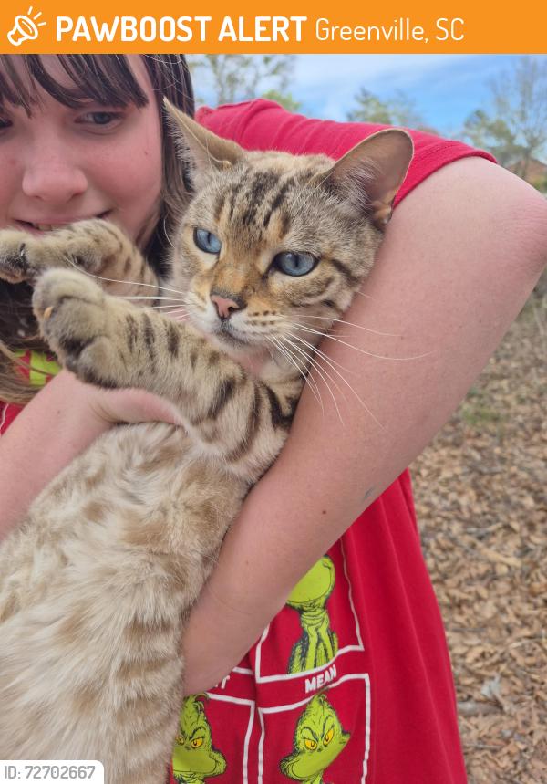 Found/Stray Female Cat last seen Mackenzie dr , Greenville, SC 29605