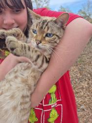 Found/Stray Female Cat last seen Mackenzie dr , Greenville, SC 29605