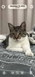 Lost Male Cat last seen Carriage Dr Rolling Hills ests , Los Angeles, CA 90732