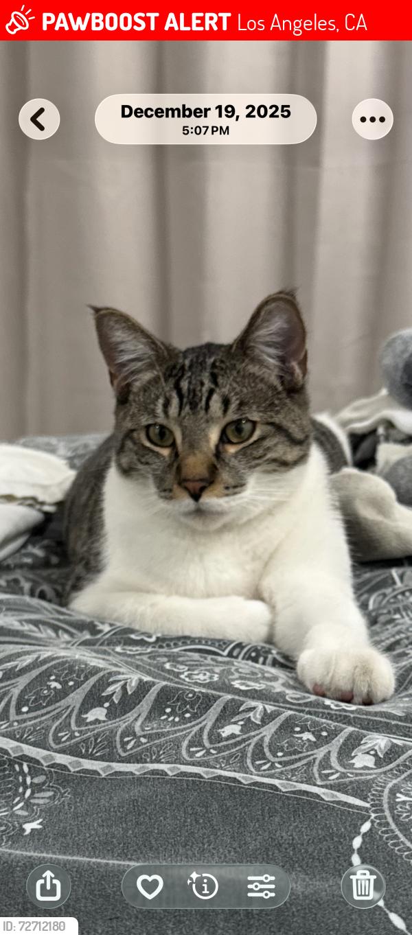Lost Male Cat last seen Carriage Dr Rolling Hills ests , Los Angeles, CA 90732