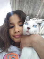 Lost Female Cat last seen Em frente da escola Edgreenfild, Jardim Santa Helena, SP 