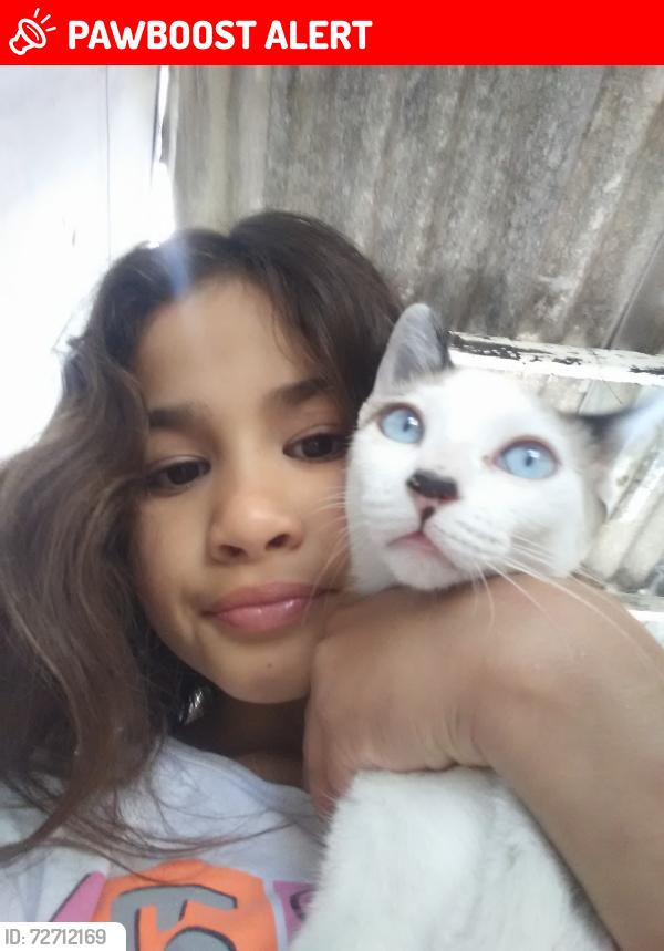 Lost Female Cat last seen Em frente da escola Edgreenfild, Jardim Santa Helena, SP 