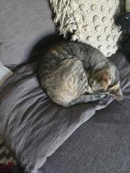 Lost Female Cat last seen Rose, Long Beach, CA 90802