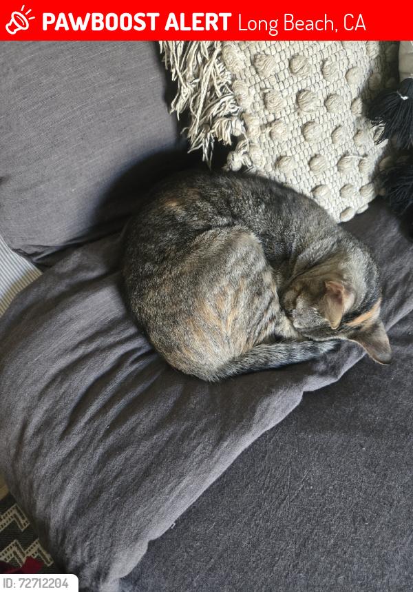 Lost Female Cat last seen Rose, Long Beach, CA 90802