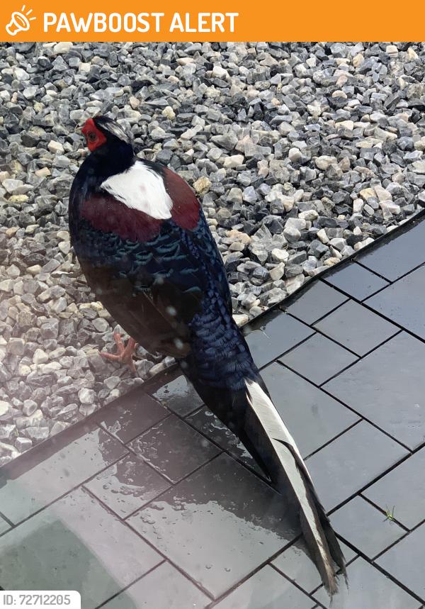 Found/Stray Unknown Bird last seen Maycross Avenue, Greater London, England SM4 4DB