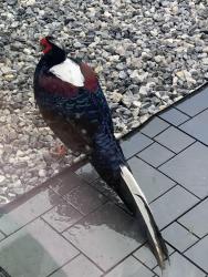 Found/Stray Unknown Bird last seen Maycross Avenue, Greater London, England SM4 4DB