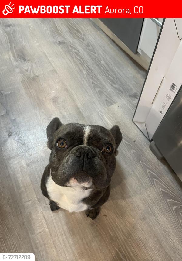 Lost Male Dog last seen He left around this neighborhood , Aurora, CO 80011