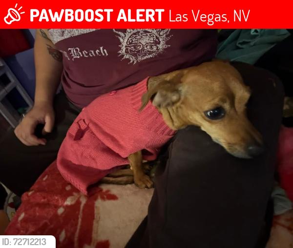 Lost Female Dog last seen Freedom park, Las Vegas, NV 89101