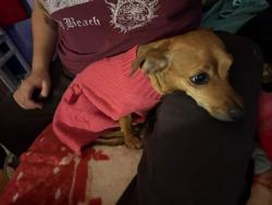 Lost Female Dog last seen Freedom park, Las Vegas, NV 89101