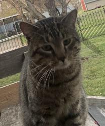 Found/Stray Male Cat last seen Iron gate , Murfreesboro, TN 37129