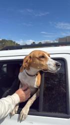 Found/Stray Female Dog last seen Myrtle grove road , Wilmington, NC 28409
