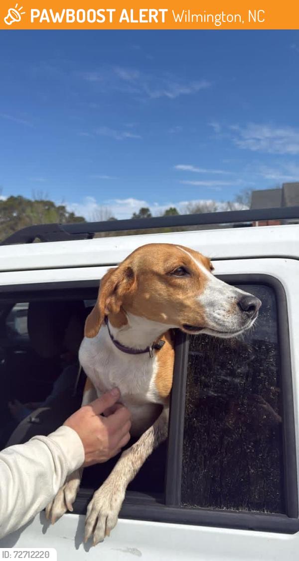 Found/Stray Female Dog last seen Myrtle grove road , Wilmington, NC 28409