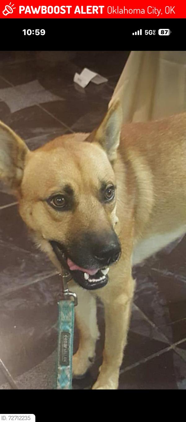 Lost Male Dog last seen Sw 89th and South May, Oklahoma City, OK 73159