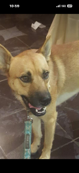 Lost Male Dog last seen Sw 89th and South May, Oklahoma City, OK 73159
