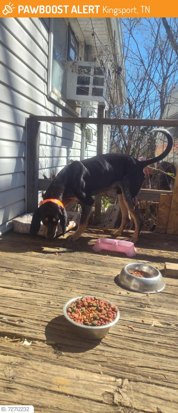 Found/Stray Male Dog last seen Hunter West stadium , Kingsport, TN 37660