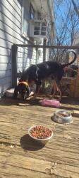 Found/Stray Male Dog last seen Hunter West stadium , Kingsport, TN 37660