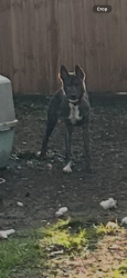 Found/Stray Male Dog last seen Not sure , Brookville, IN 47012