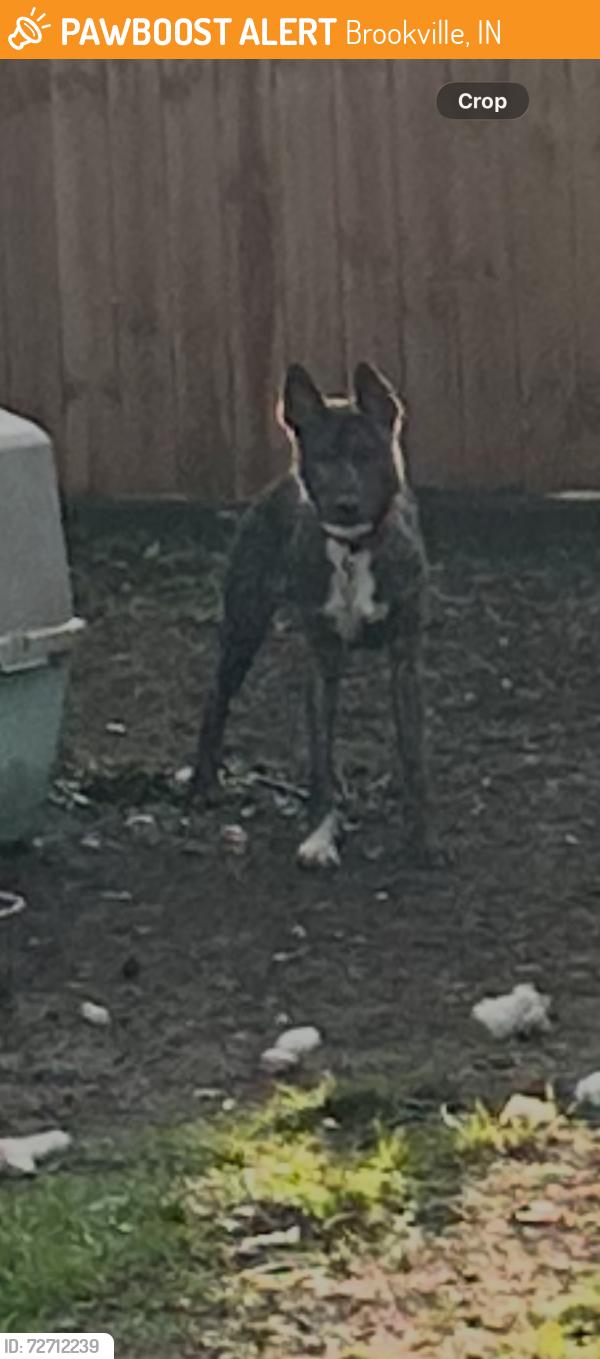 Found/Stray Male Dog last seen Not sure , Brookville, IN 47012