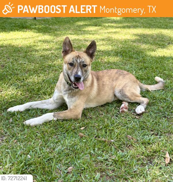 Found/Stray Male Dog last seen Woodforest, Montgomery, TX 77316