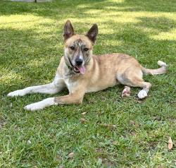 Found/Stray Male Dog last seen Woodforest, Montgomery, TX 77316